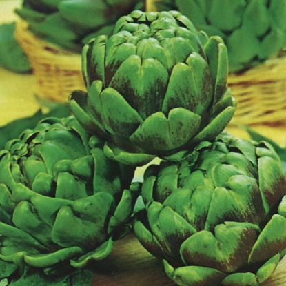 Picture of Artichoke Green Globe